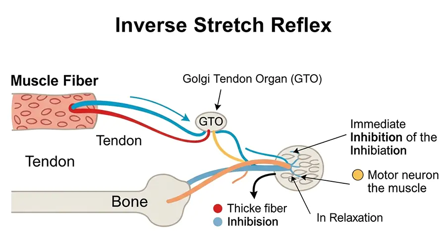 Scientific illustration of the nerve reflex mechanism, showing the Golgi Tendon Organ (GTO) being activated by stretch and inhibiting the alpha motor neuron to cause sudden muscle relaxation.